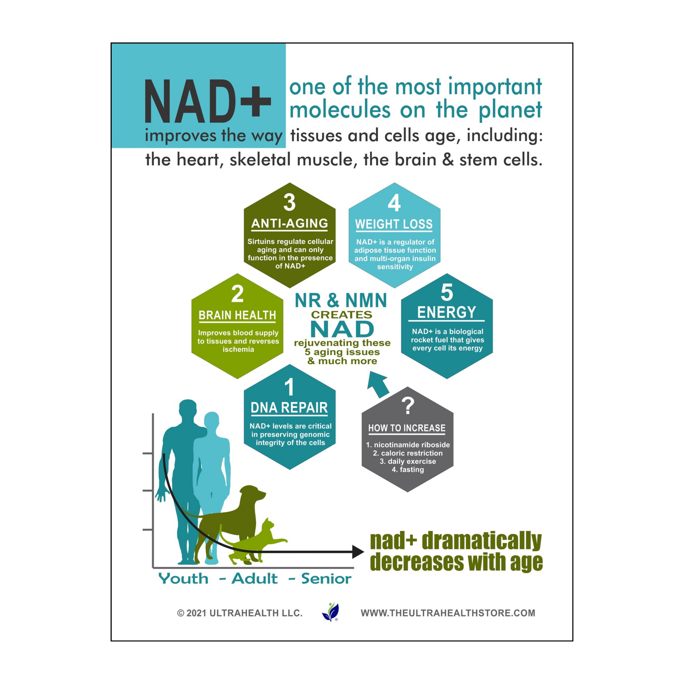 N.M.N. 60E INTL, Best N.M.N. Supplement for Creating NAD+